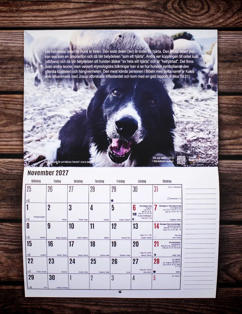 Bibelkalender 20274.webp